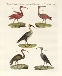 Arten von Ibis