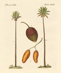 Palmenarten