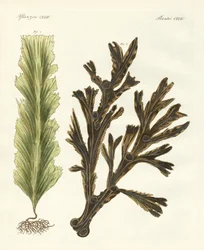Arten von Seetang (kolorierte Gravur)