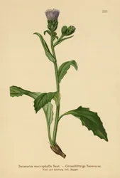 Großblättrige Saussurea