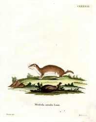 Mauswiesel