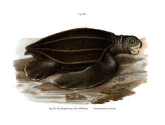 Lederschildkröte