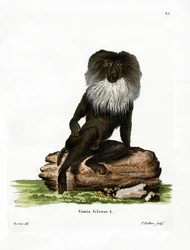 Bartaffe