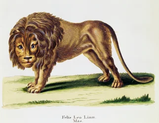 Löwe (Felis leo), aus Säugetiere aus der Natur illustriert mit Beschreibungen, von Johann Christian Daniel von Schreber (1739-1810), Stich von H I Tisroff, Band 3, Tafel 97-A, Deutschland
