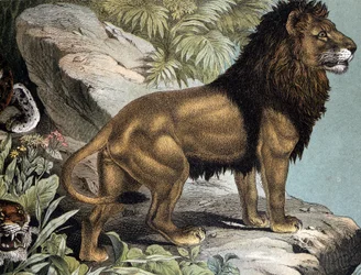 Löwe - in „Naturgeschichte der Säugetiere“, hrsg. von Schreiber, München