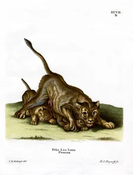 Löwin