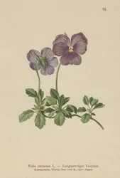 Langsporniges Veilchen