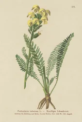 Langschnäbeliges Gelbes Läusekraut (Pedicularis tuberosa)