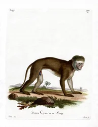 Malbrouck-Affe