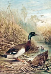 Stockente, Tafel aus "Brehms Tierleben: Allgemeine Kunde des Tierreichs", Bd.6, S.635, veröffentlicht vom Bibliographischen Institut