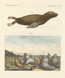 Säugetiere