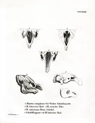Manati-Schädel