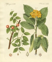 Medizinische Pflanzen