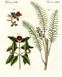 Medizinische Pflanzen