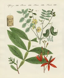 Medizinische Pflanzen