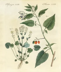 Medizinische Pflanzen