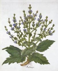 Mittelmeersalbei, aus "Hortus Eystettensis" von Basil Besler