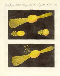 Meteor (Farbstich)