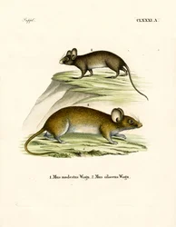 Mäuse