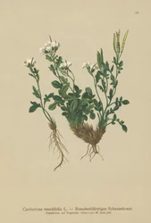 Resedablättrige Bitterkresse (Cardamine resedifolia, Arabis bellidioides, Cardamine heterophylla)