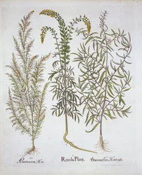 Reseda, Eberraute und Estragon, aus Hortus Eystettensis, von Basil Besler, veröffentlicht 1613