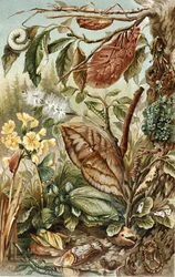 Mimikry von Insekten, Tafel aus "Brehms Tierleben: Allgemeine Kunde des Tierreichs", Bd.9, S.10, veröffentlicht vom Bibliographischen Institut