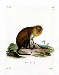 Mönchsaki