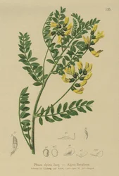 Berg-Linse