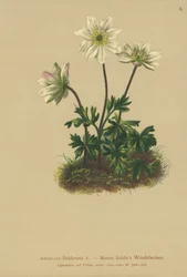 Baldos Anemone (Anemone Baldensis)