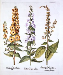 Königskerze, Gattung Verbascum, aus Hortus Eystettensis, von Basil Besler, 1613