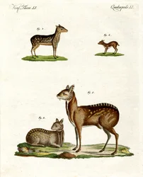 Moschustiere