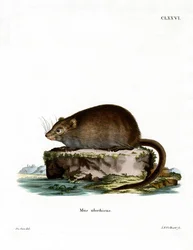 Bisamratte