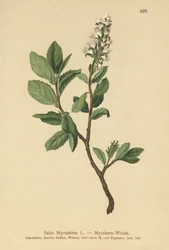 Myrten-Weide