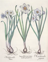 Narzissen: 1. Narcissus maximus medio purpureus; 2. Narcissus medio luteus; 3. Narcissus medio purpureus, aus dem Hortus Eystettensis von Basil Besler, veröffentlicht 1613