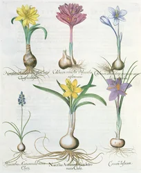 Narzissen, Krokusse und Hyazinthen: 1. Narcissus autumnalis; 2. Hyacinthus autumnalis; 3. Crocum biflorum; 4. Colchium album; 5. Colchium versicolor; 6. Narcissus autumnalis, aus dem Hortus Eystettensis von Basil Besler