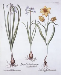 Narzisse, Tulpe und Sommer-Schneeflocke, aus Hortus Eystettensis, von Basil Besler, 1613