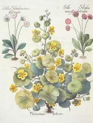 Kapuzinerkresse und Gänseblümchen: 1. Nasturtium Indicum; 2. Bellis Sylvestris minor flore plens rubro; 3. Bellis Sylvestris minor flore mixta, aus dem Hortus Eystettensis von Basil Besler, veröffentlicht 1613