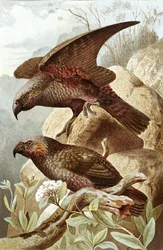 Nestorpapagei, Tafel aus "Brehms Tierleben: Allgemeine Kunde des Tierreichs", Bd.5, S.382, veröffentlicht vom Bibliographischen Institut