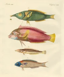 Neu entdeckte Fische