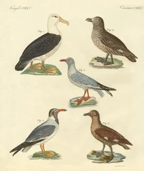 Neue Vögel