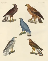 Neu bekannte Raubvögel