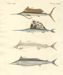 Neue makrelenartige Fische