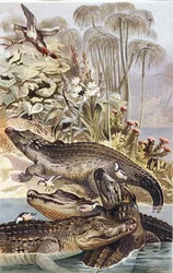 Nilkrokodil, Tafel aus "Brehms Tierleben: Allgemeine Kunde des Tierreichs", Bd.7, S.504, veröffentlicht vom Bibliographischen Institut