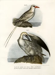 Basstölpel