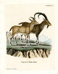 Nubischer Steinbock