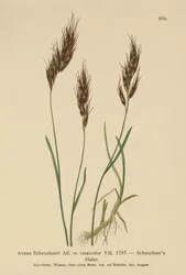 Hafergras (Avena Scheuchzeri, Avena versicolor, Avena alpina)