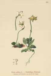 Einblütiges Wintergrün
