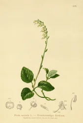 Einseitswendiges Wintergrün