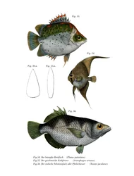 Rundkopf-Fledermausfisch