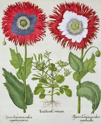 Ziermohn, aus dem Hortus Eystettensis von Basil Besler (1561-1629), veröffentlicht 1613